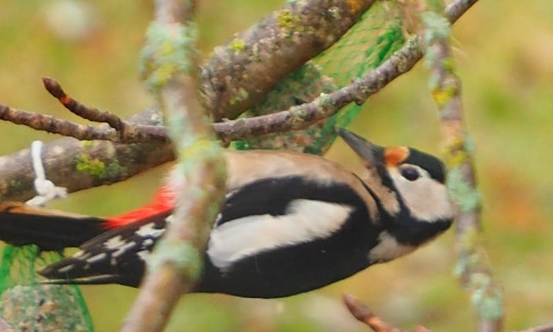 Les oiseaux de mon jardin