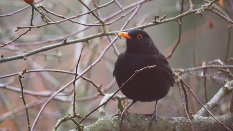 Les oiseaux de mon jardin