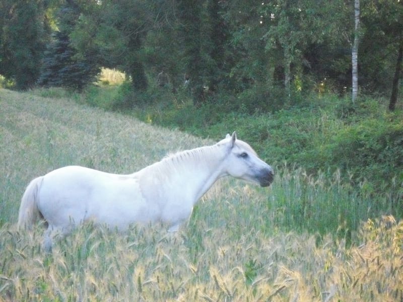 Les plus belles rencontres sont toujours inattendues