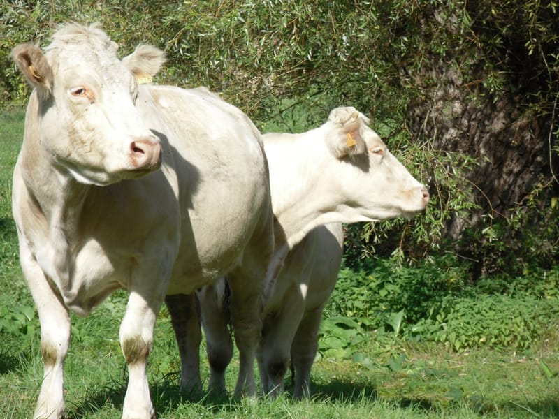 Les plus belles rencontres sont toujours inattendues