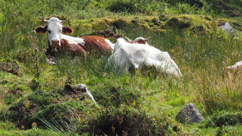 Les plus belles rencontres sont toujours inattendues