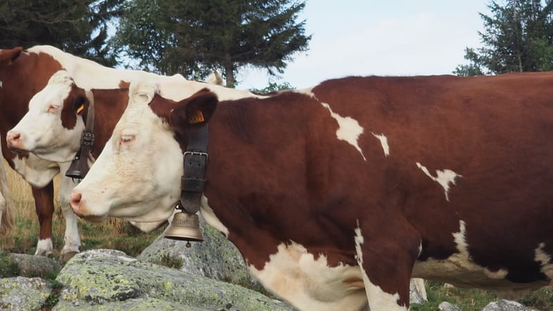 Les plus belles rencontres sont toujours inattendues