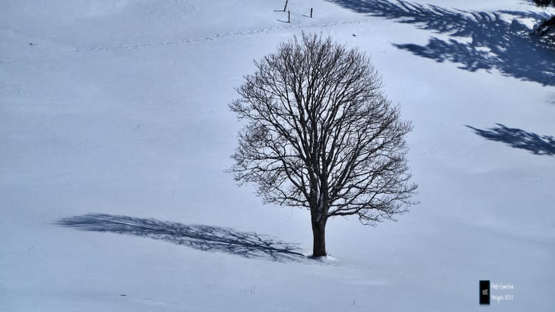 Silence et sapins blancs dans les Vosges