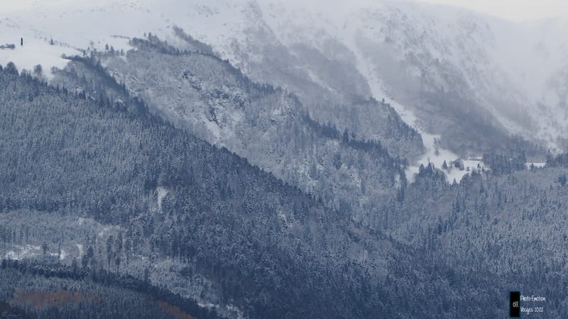 Silence et sapins blancs dans les Vosges