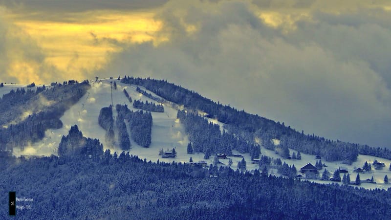 Silence et sapins blancs dans les Vosges