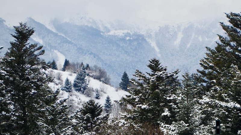 Silence et sapins blancs dans les Vosges