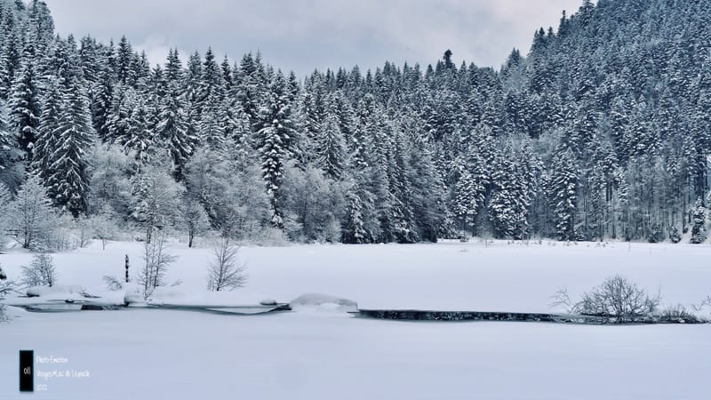 Silence et sapins blancs dans les Vosges