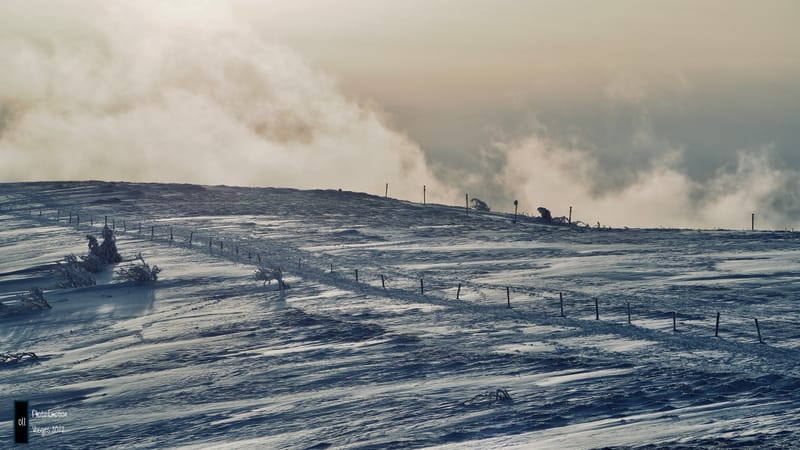 Silence et sapins blancs dans les Vosges