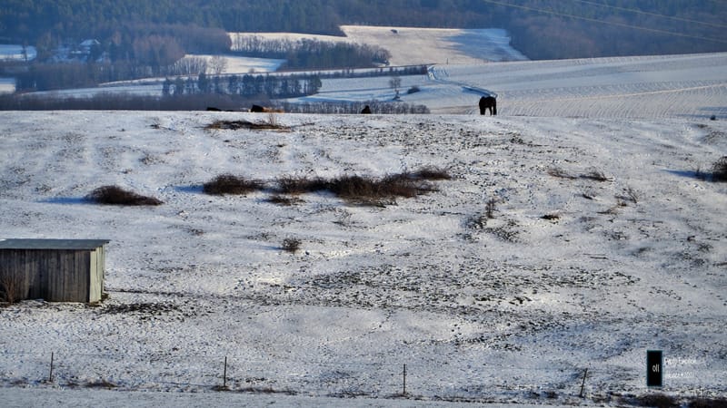 Silence et sapins blancs dans les Vosges
