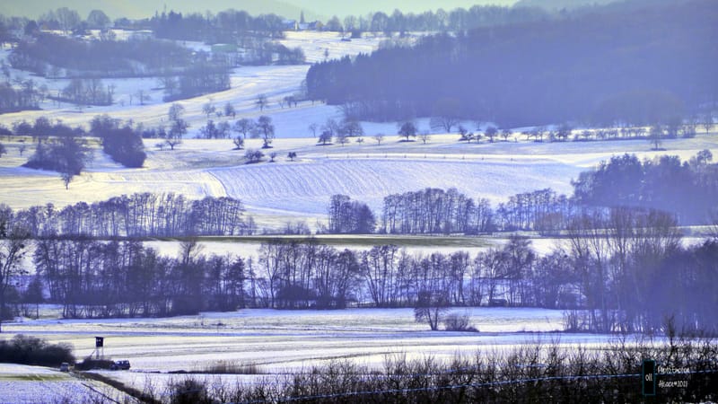 Silence et sapins blancs dans les Vosges