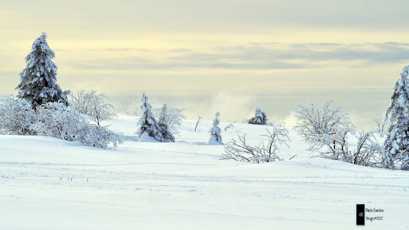 Silence et sapins blancs dans les Vosges