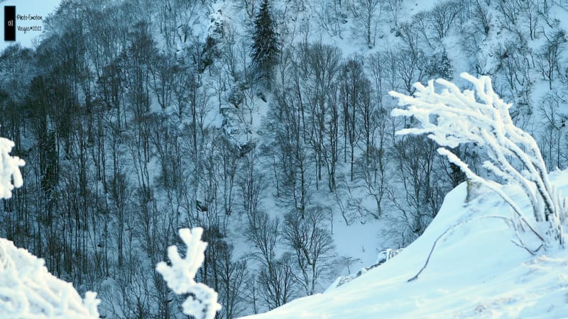 Silence et sapins blancs dans les Vosges