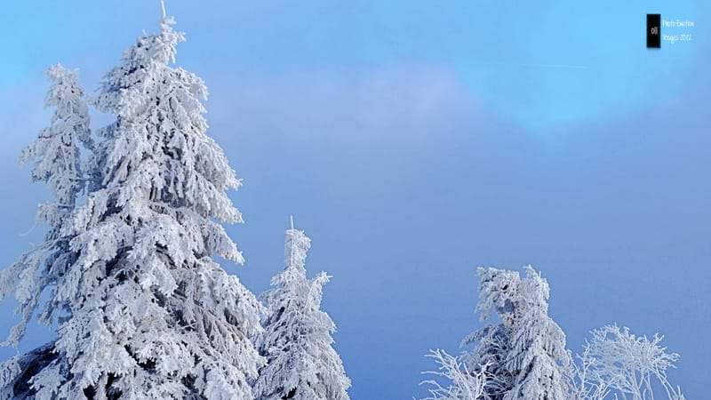 Silence et sapins blancs dans les Vosges