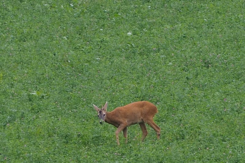 Les plus belles rencontres sont toujours inattendues