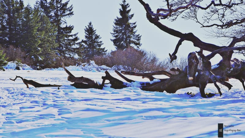 Paysages d'hiver dans les Vosges