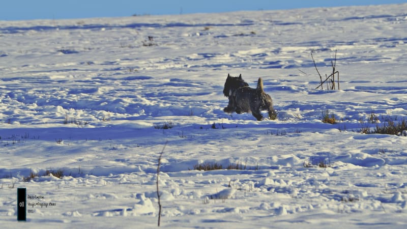 Paysages d'hiver dans les Vosges