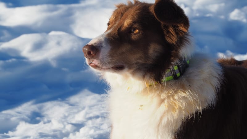 Paysages d'hiver dans les Vosges