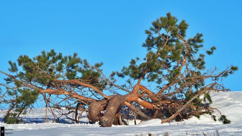 Paysages d'hiver dans les Vosges