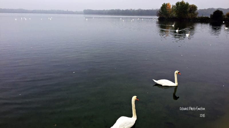 Le cygne