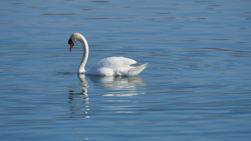 Le cygne
