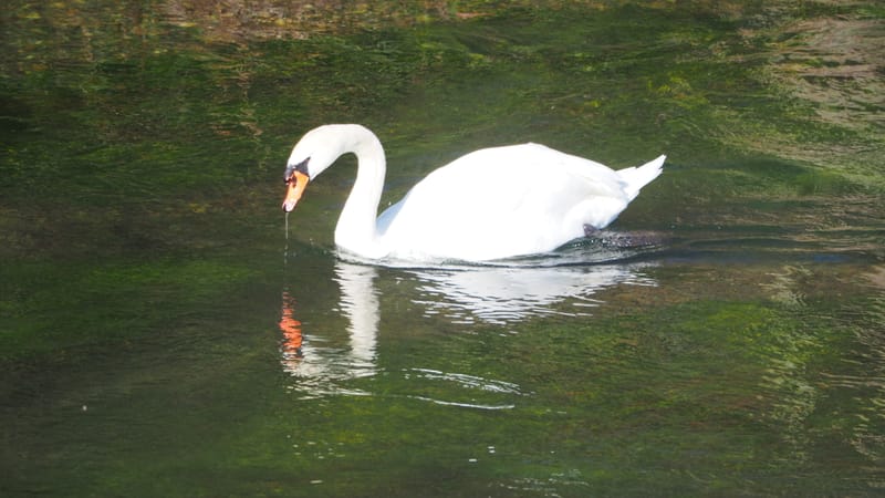 Le cygne