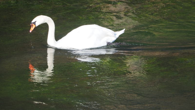 Le cygne