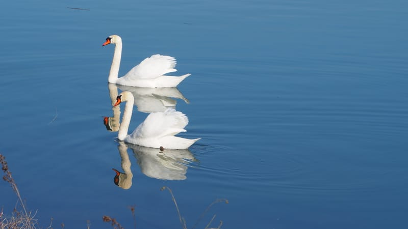 Le cygne