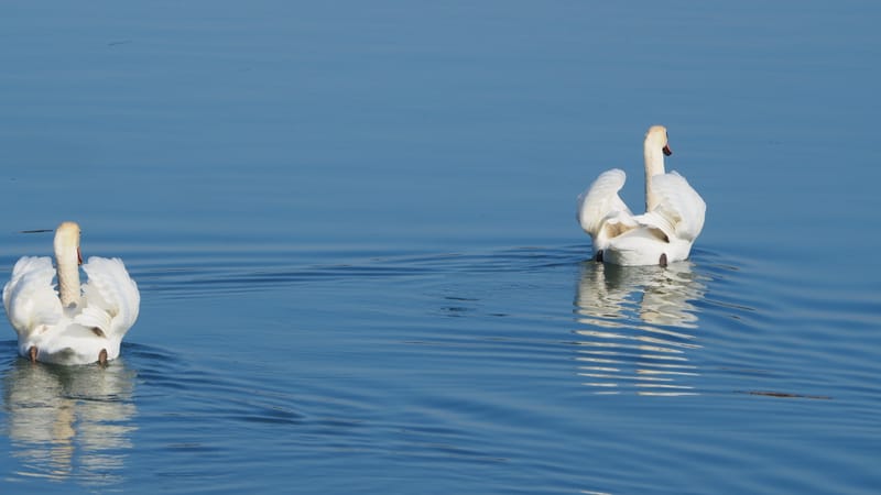 Le cygne
