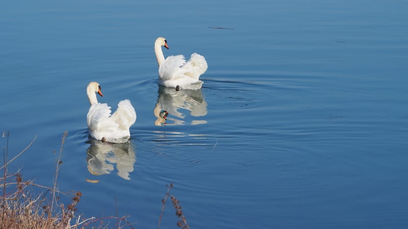 Le cygne