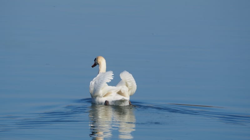 Le cygne