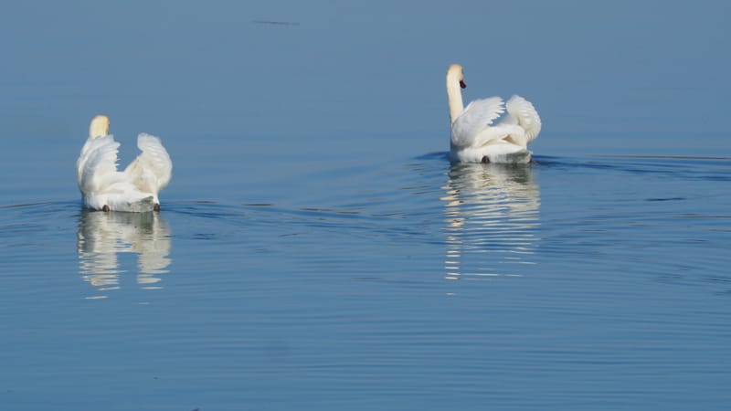 Le cygne