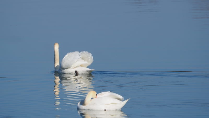 Le cygne