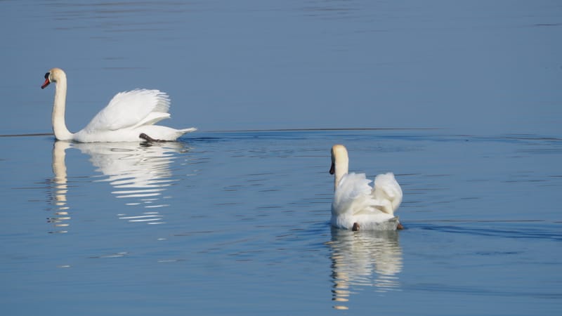 Le cygne