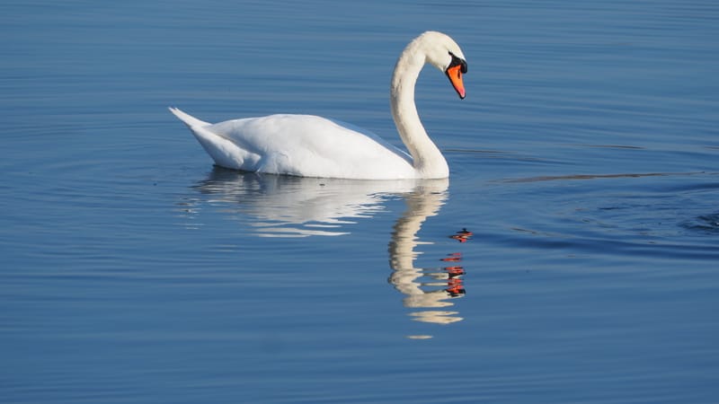 Le cygne
