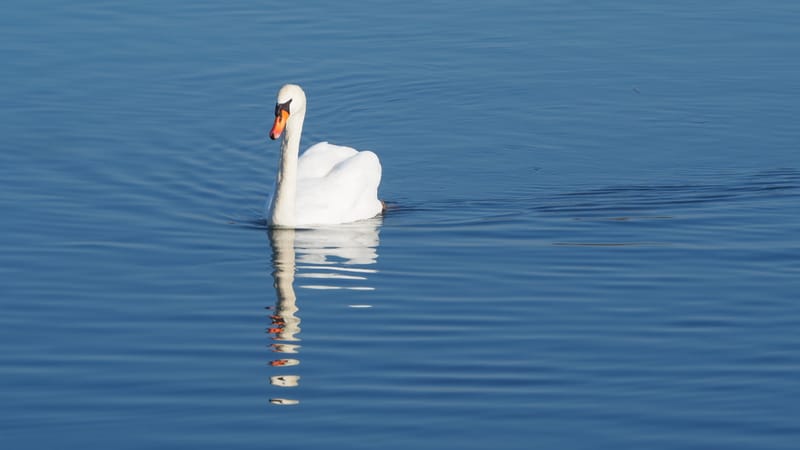Le cygne