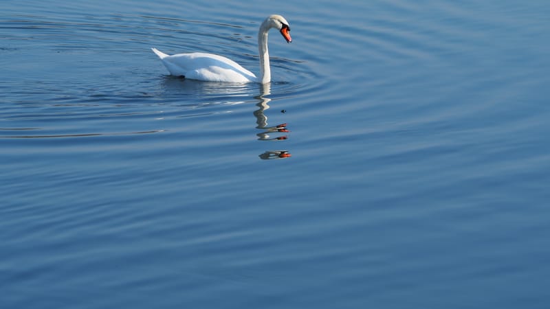 Le cygne