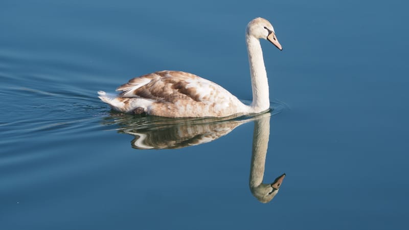 Le cygne