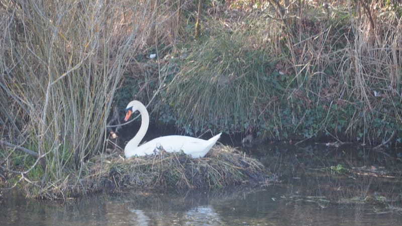 Le cygne