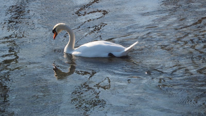 Le cygne