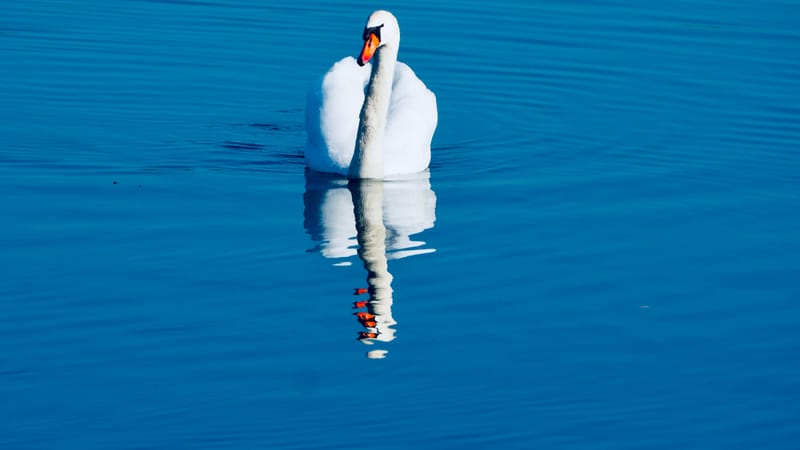 Le cygne