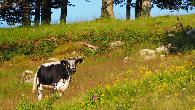 Les animaux ne manquent jamais de naturel !