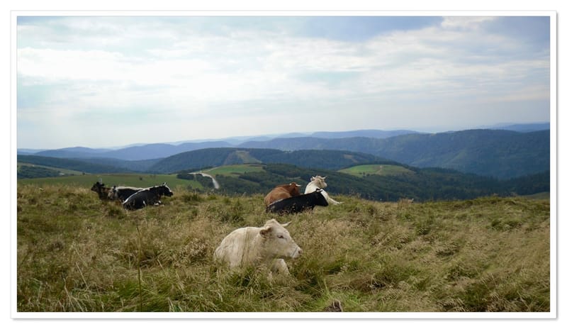 Les animaux ne manquent jamais de naturel !