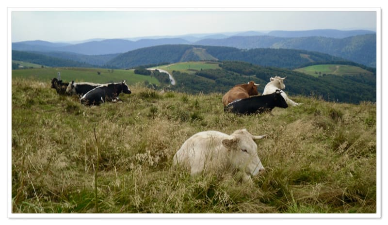 Les animaux ne manquent jamais de naturel !