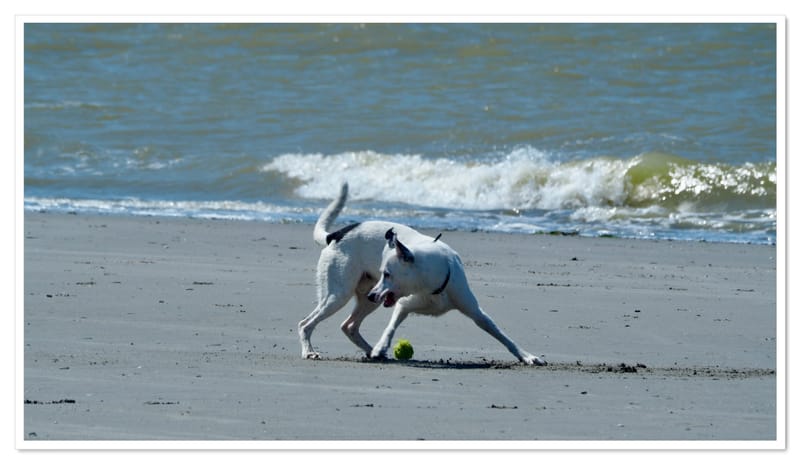 Les animaux ne manquent jamais de naturel !