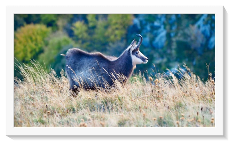Les animaux ne manquent jamais de naturel !