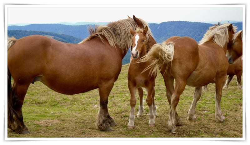 Les animaux ne manquent jamais de naturel !