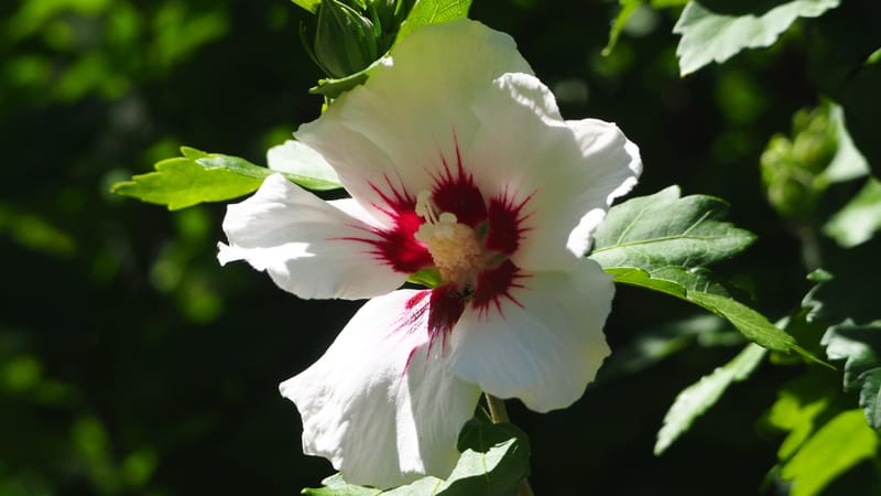 Promenade dans mon jardin