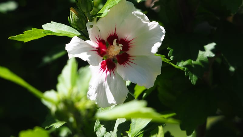 Promenade dans mon jardin