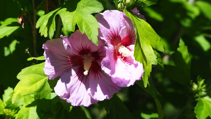 Promenade dans mon jardin