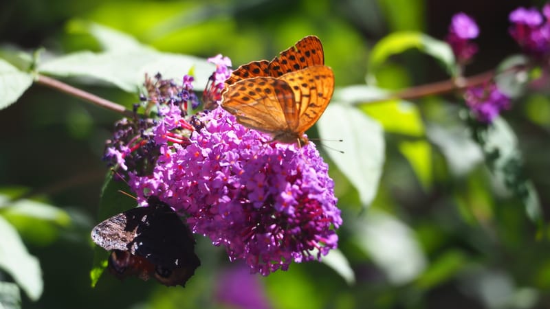 Promenade dans mon jardin